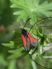 Пестрянка невадская 002